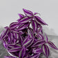 Tradescantia Pink Paradise
