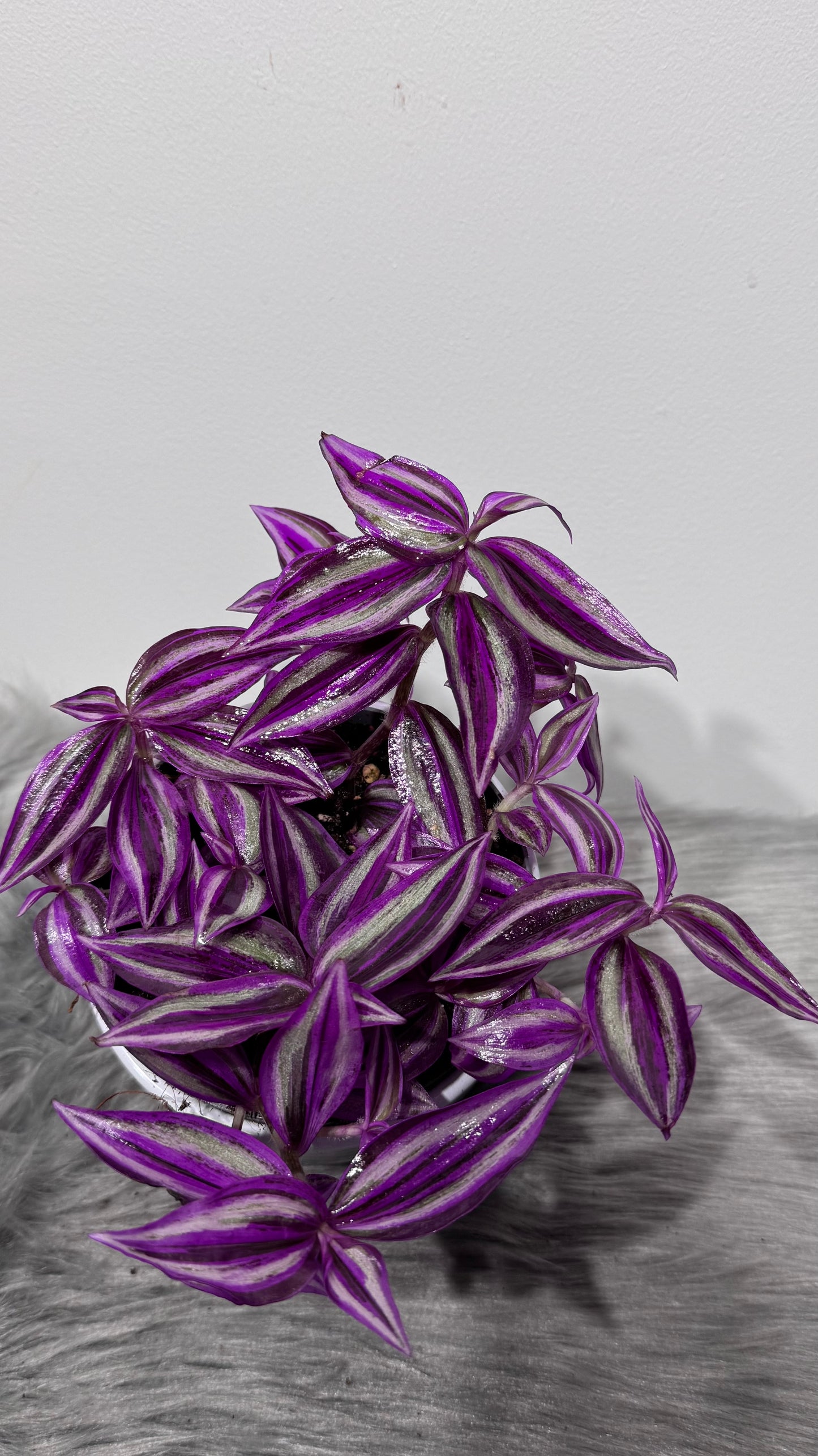 Tradescantia Pink Paradise