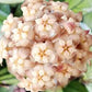 Hoya Cressipetiolata