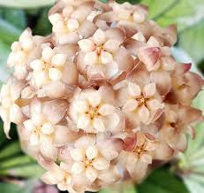 Hoya Cressipetiolata