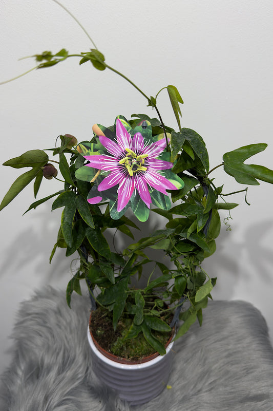 Passiflora 1