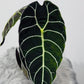 Alocasia