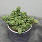 Sedum burrito - www.augi-plants.lv