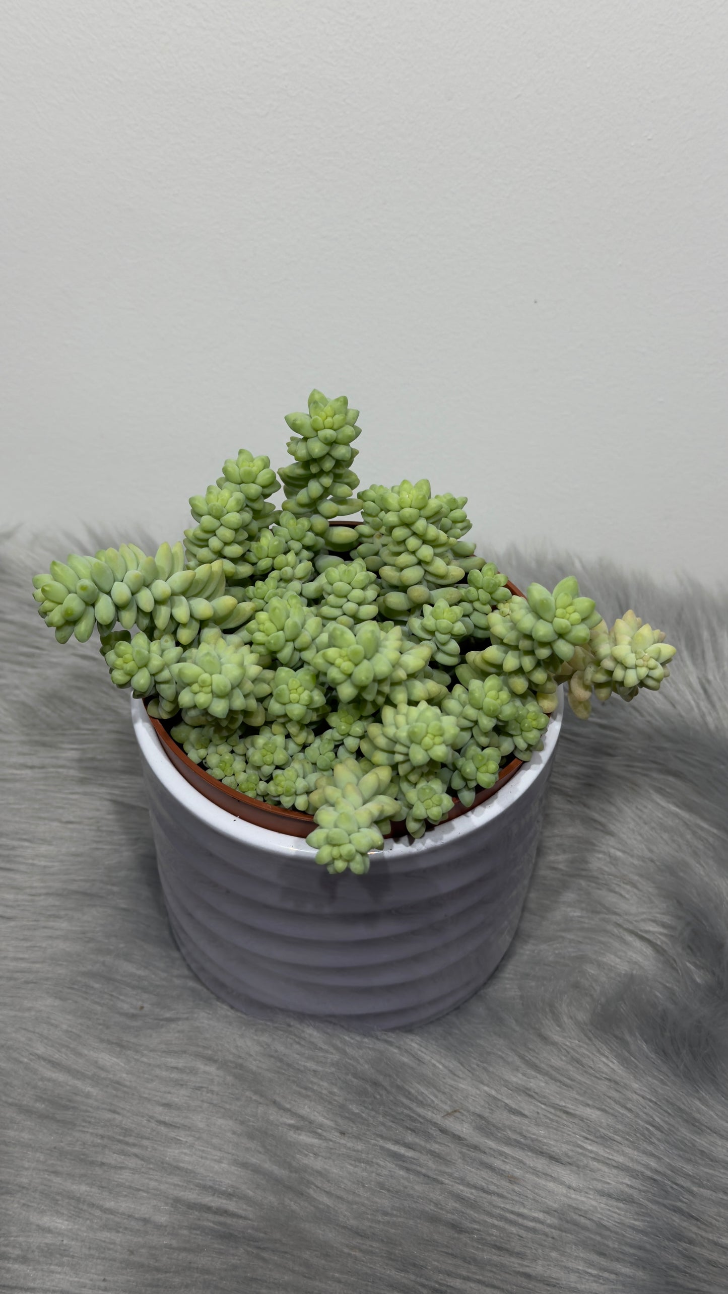 Sedum burrito - www.augi-plants.lv