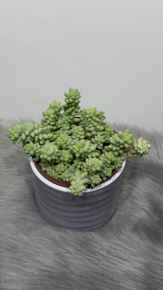 Sedum burrito