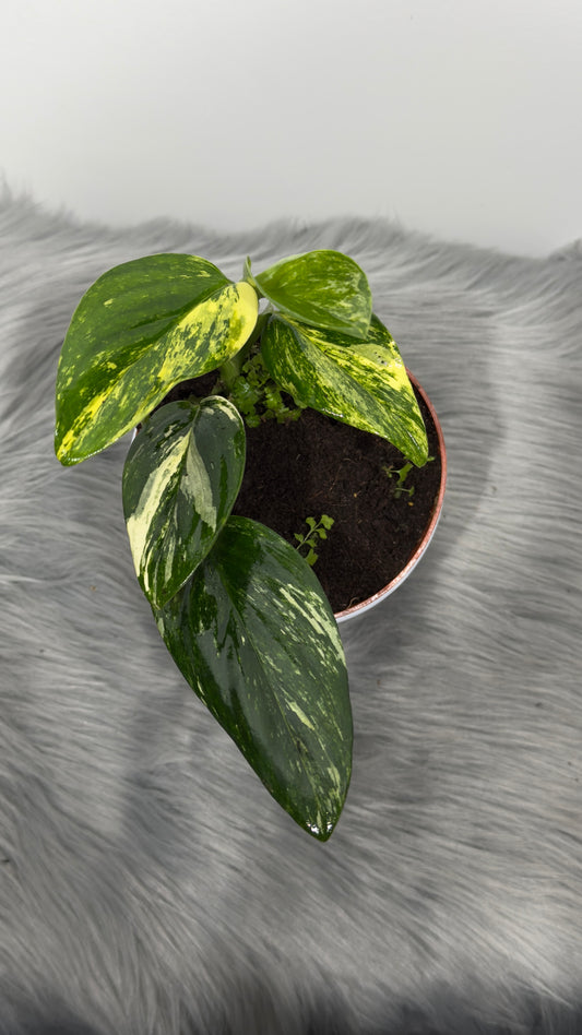 Monstera standleyana variegata