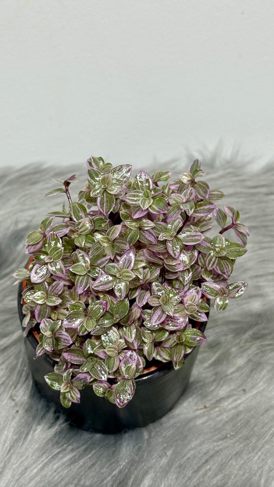 Tradescantia Fluminensis