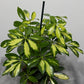 Schefflera Gerda