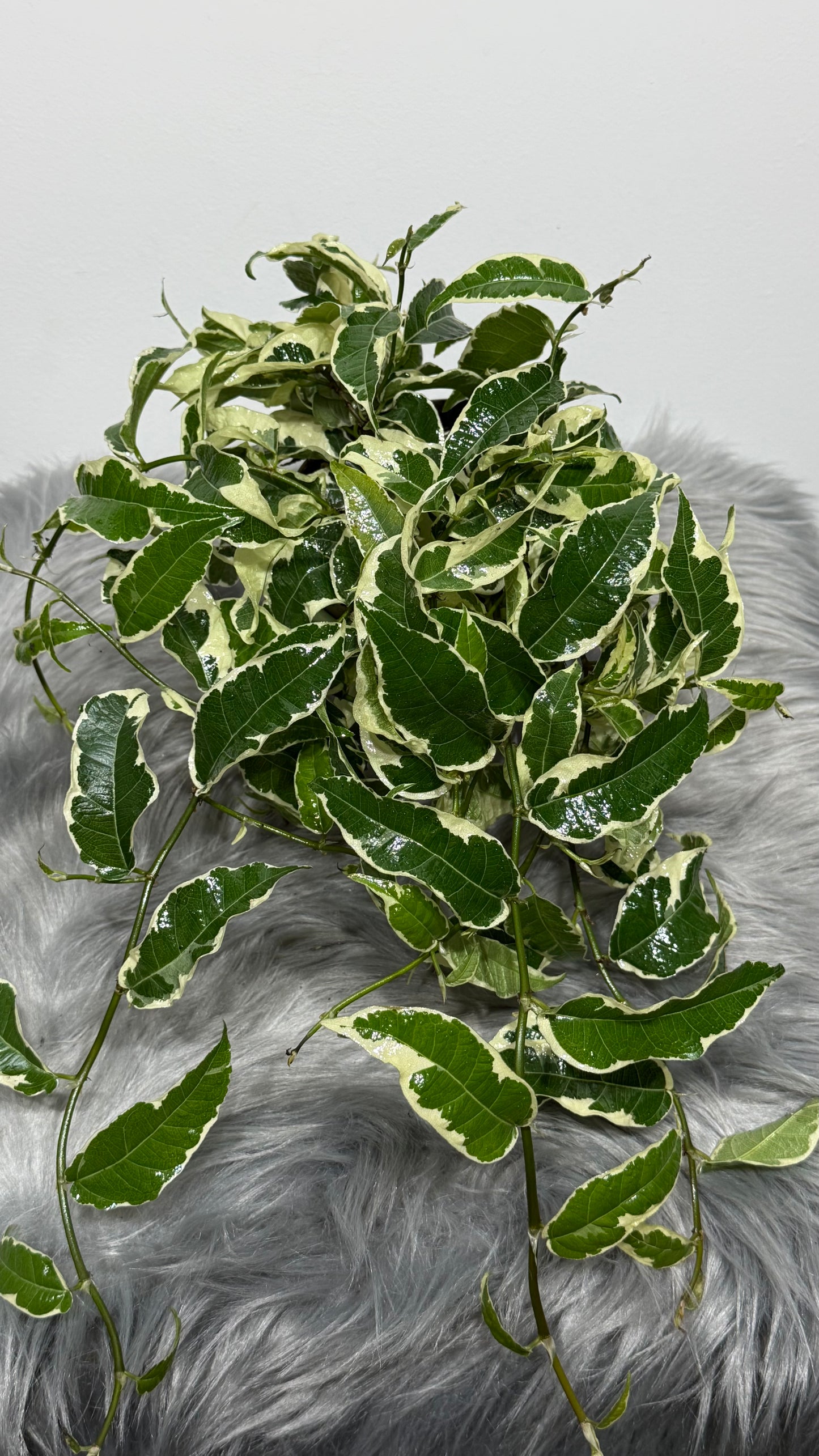 Ficus Sagittata Variegata