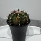 Gymnocalycium mihanovichii variegata - www.augi-plants.lv