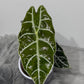 Alocasia Watsonia