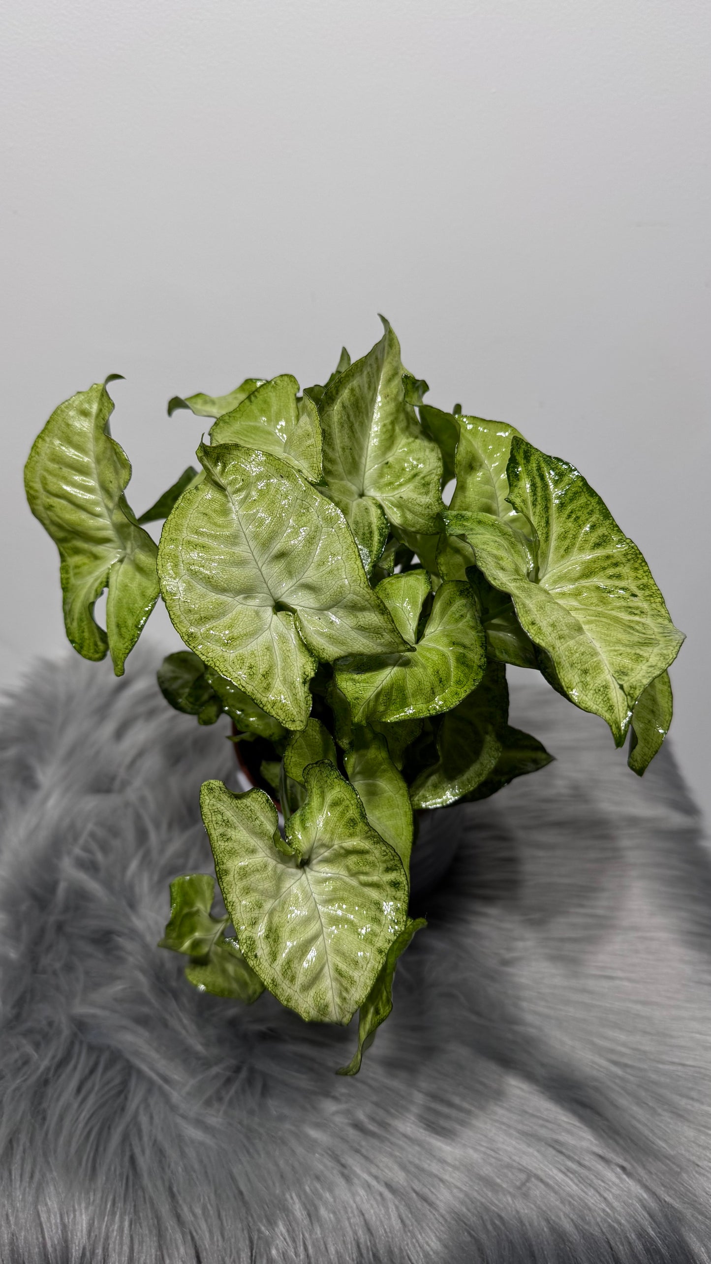 Syngonium White Butterfly
