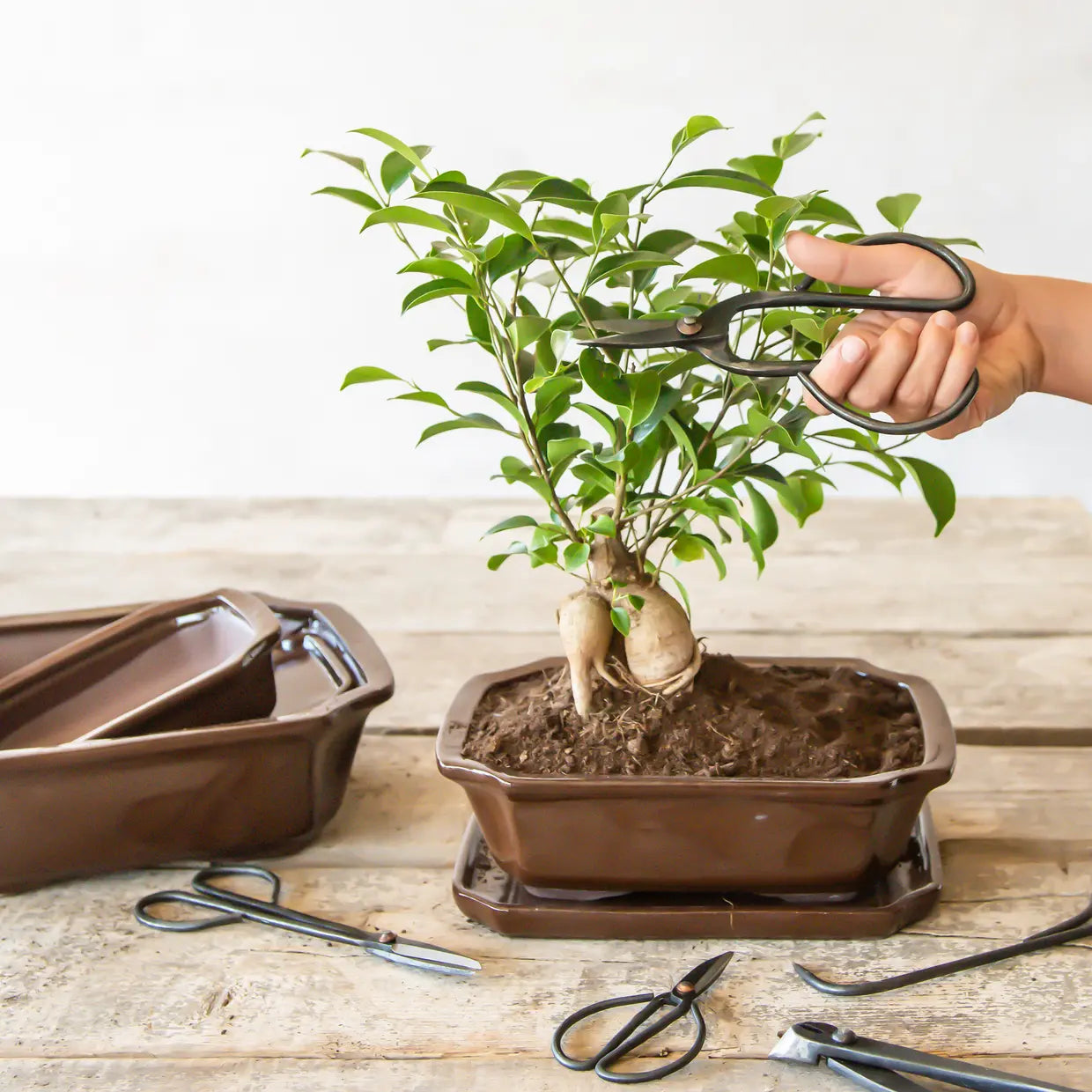 Bonsai käärid