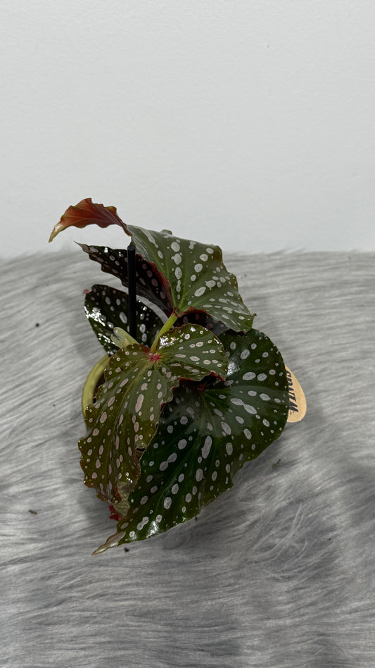 Begonia Angel Wings 2