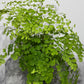 Adiantum Fragrans