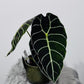 Alocasia