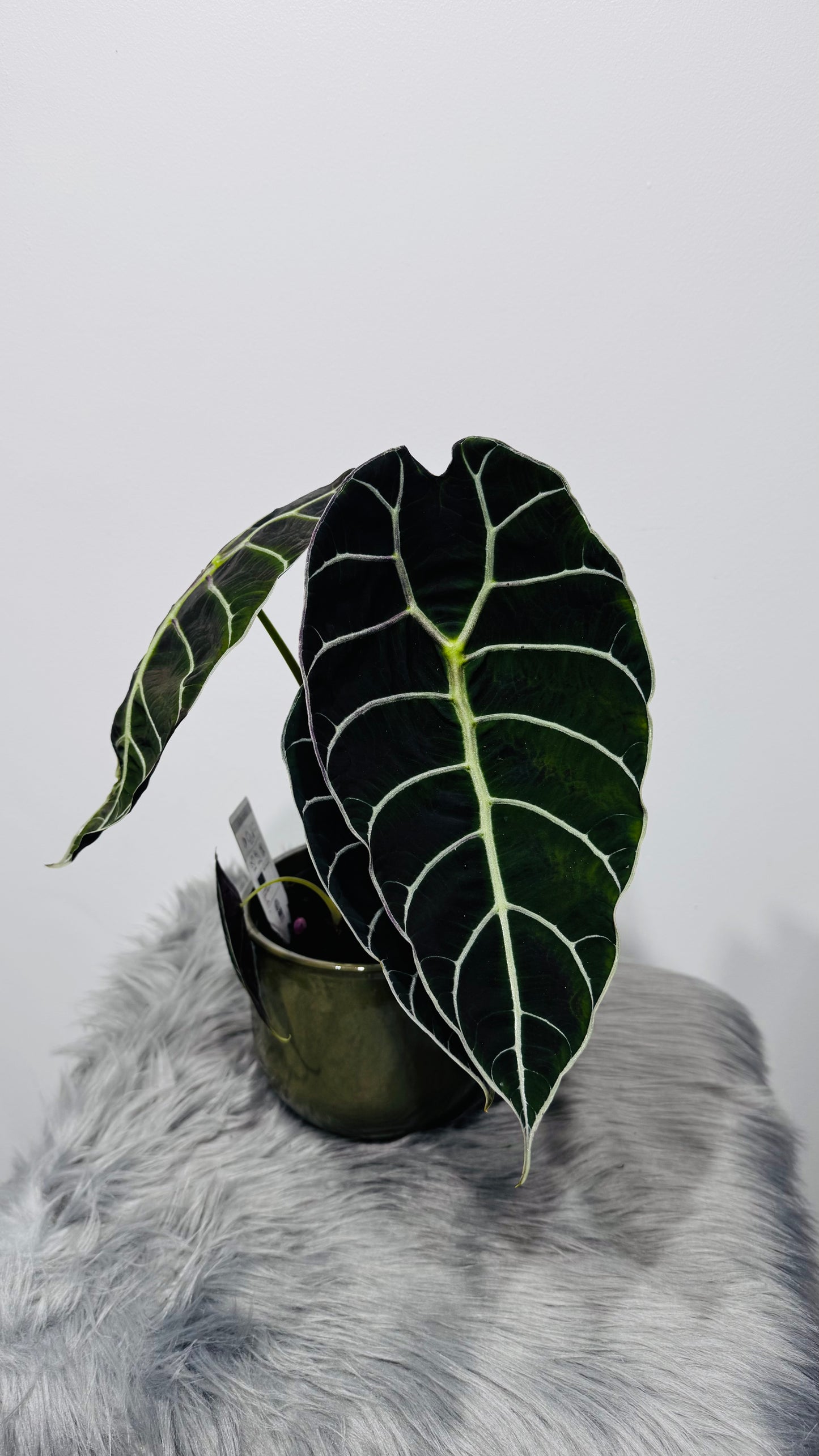Alocasia