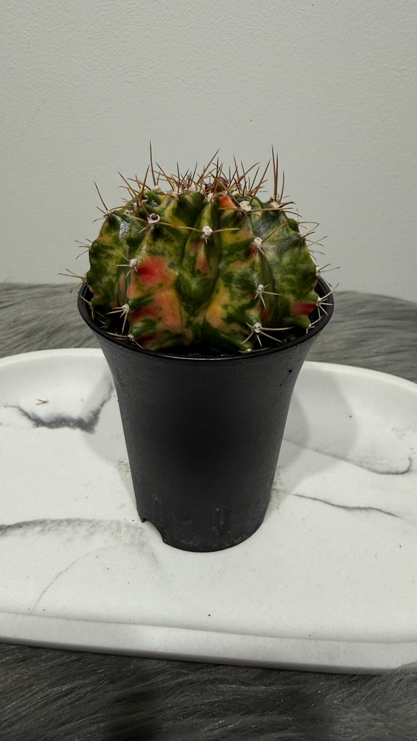 Gymnocalycium mihanovichii variegata