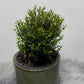 Myrtus Communis Mirte