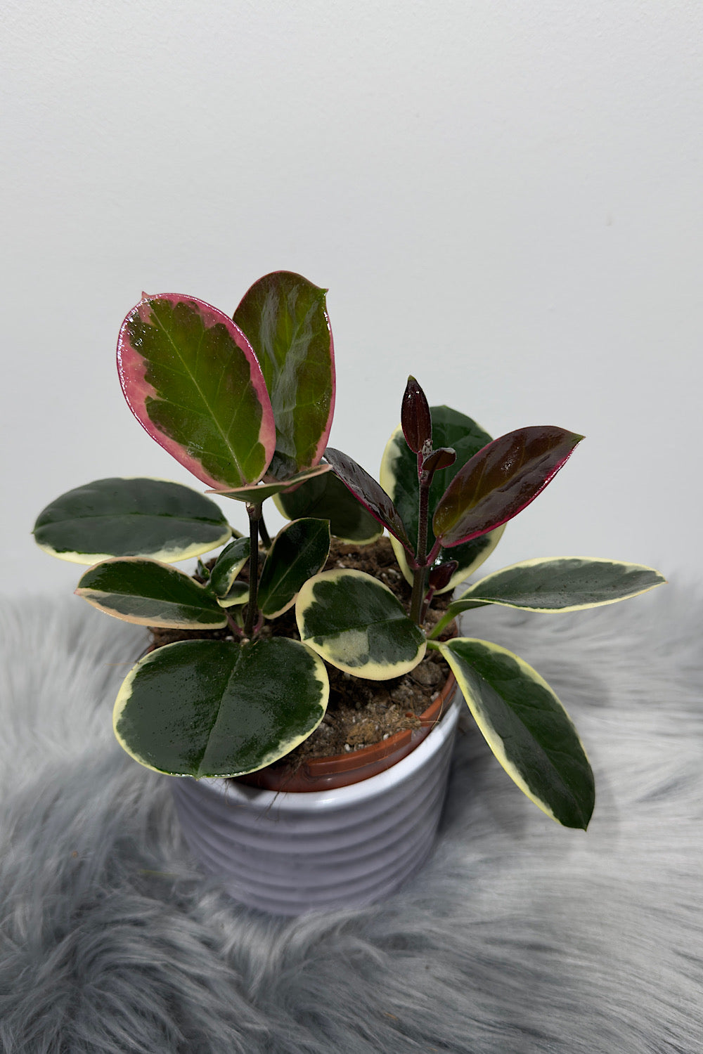 Hoya Australis Blondie