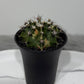 Gymnocalycium mihanovichii variegata - www.augi-plants.lv