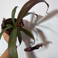 Mušķērājs Nepenthes Rebecca Soper