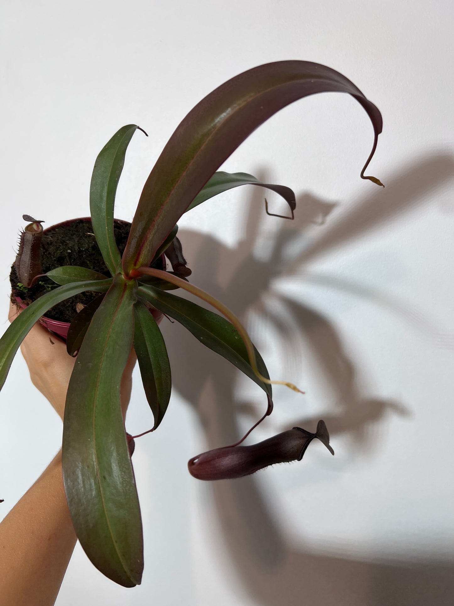 Mušķērājs Nepenthes Rebecca Soper