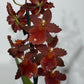 Orhideja Cambria 4 - www.augi-plants.lv