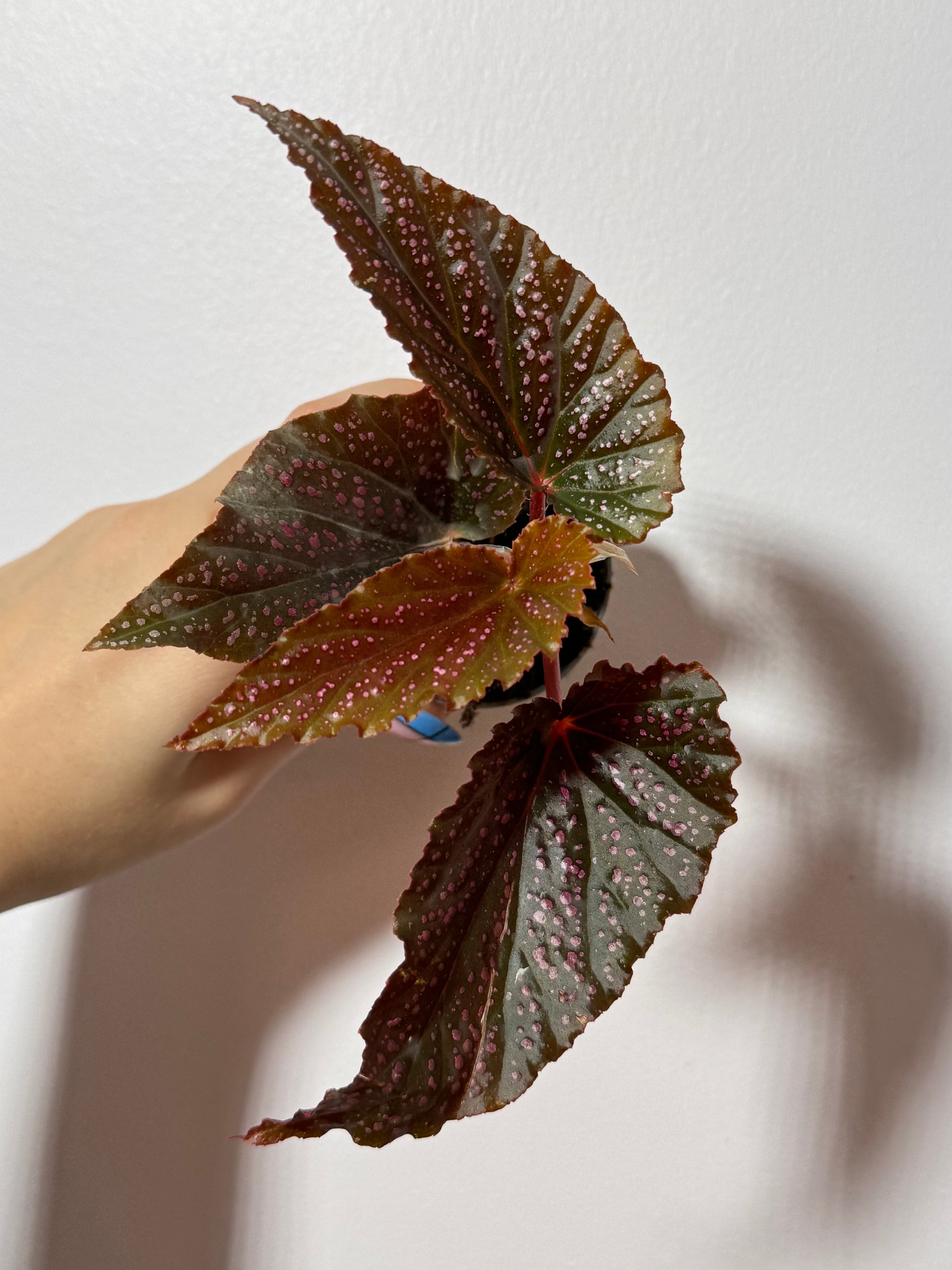 Begonia Pink Spot - www.augi-plants.lv