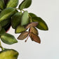 Hoya 'DS-70' - www.augi-plants.lv