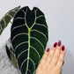 Alocasia