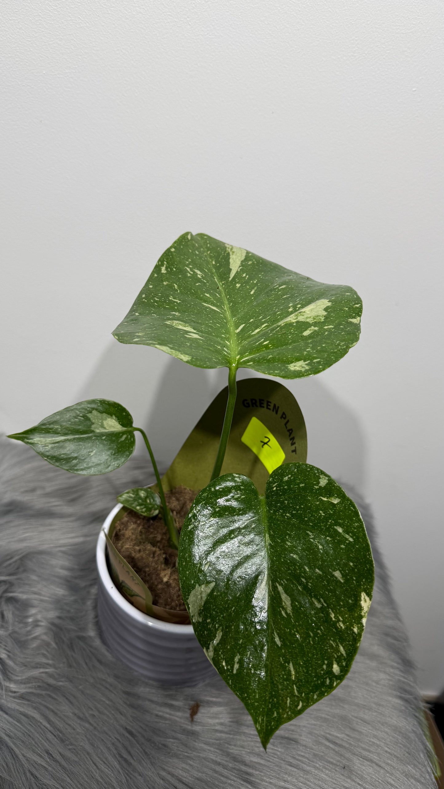 Monstera Thai Constellation