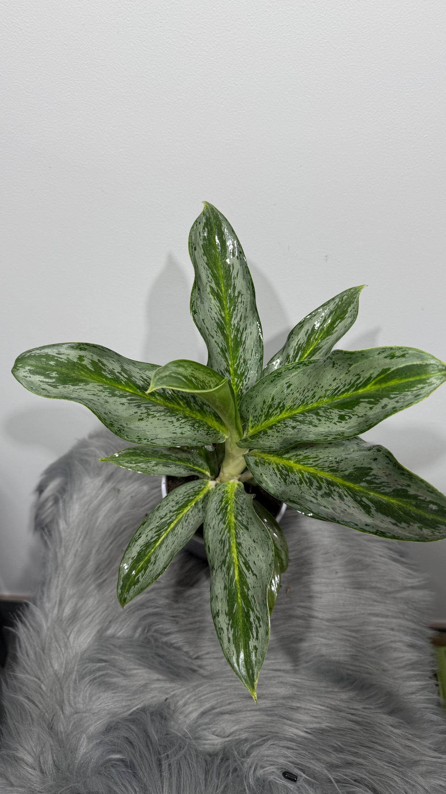 Aglaonema 17