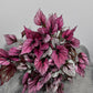 Begonia Beleaf 2