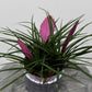 Tillandsia Anita