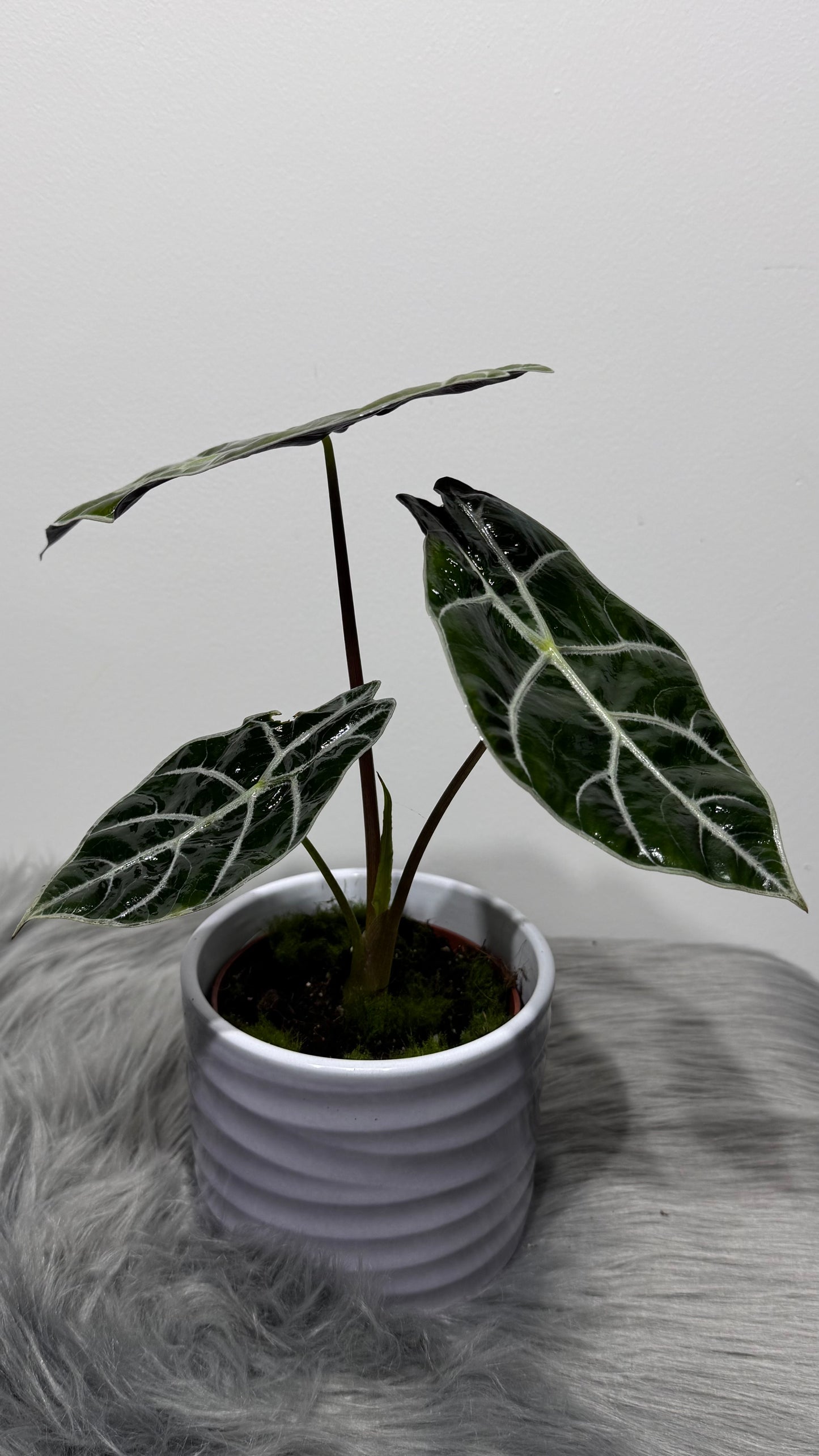 Alocasia Watsonia