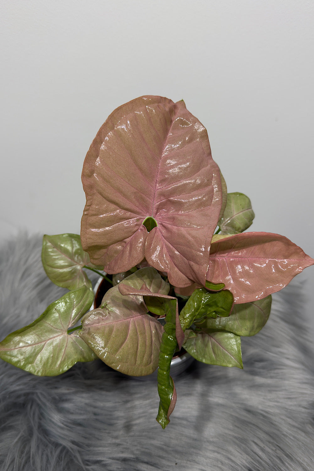Syngonium Neon