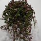 Pilea Depressa