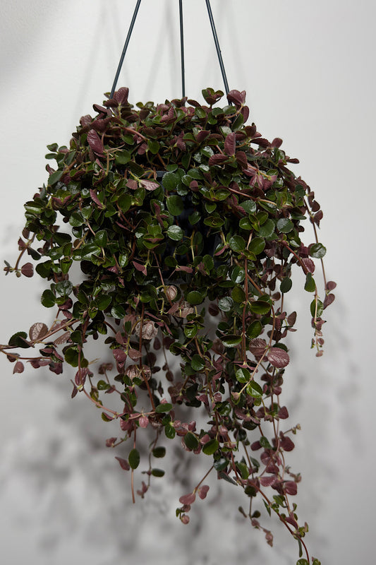 Pilea Depressa