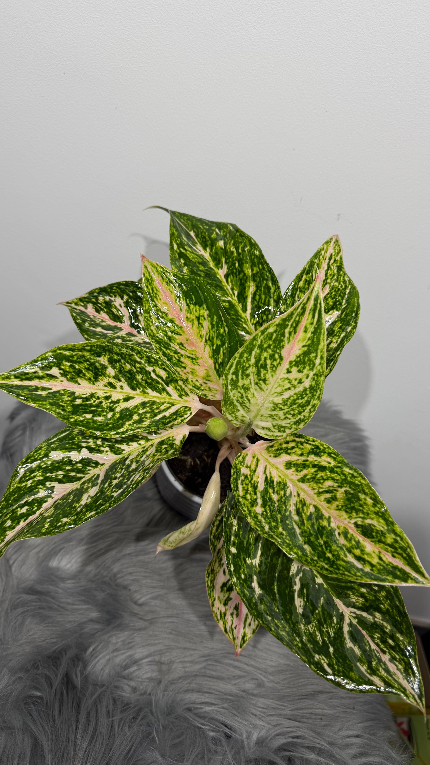 Aglaonema 9