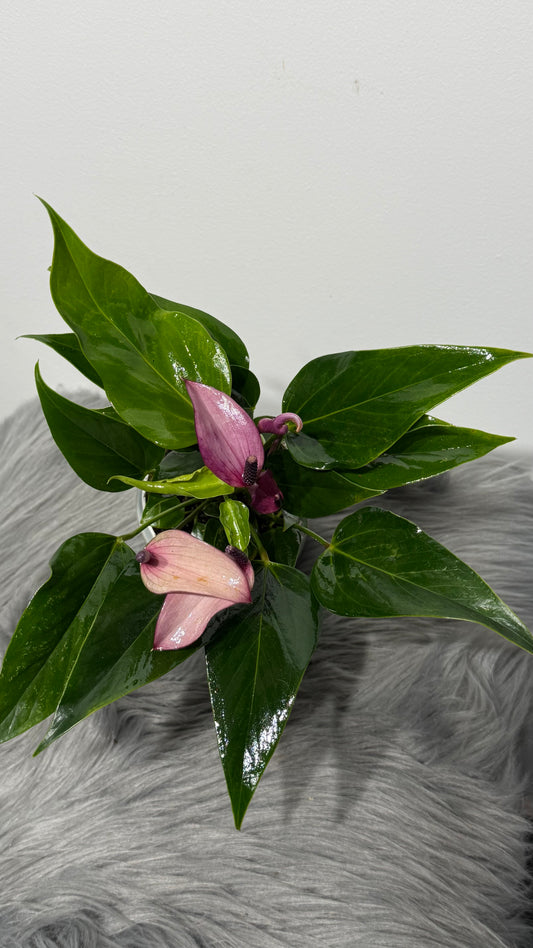 Anthurium Purple