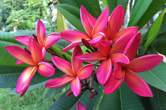 Plumeria Rubra Hawaiian