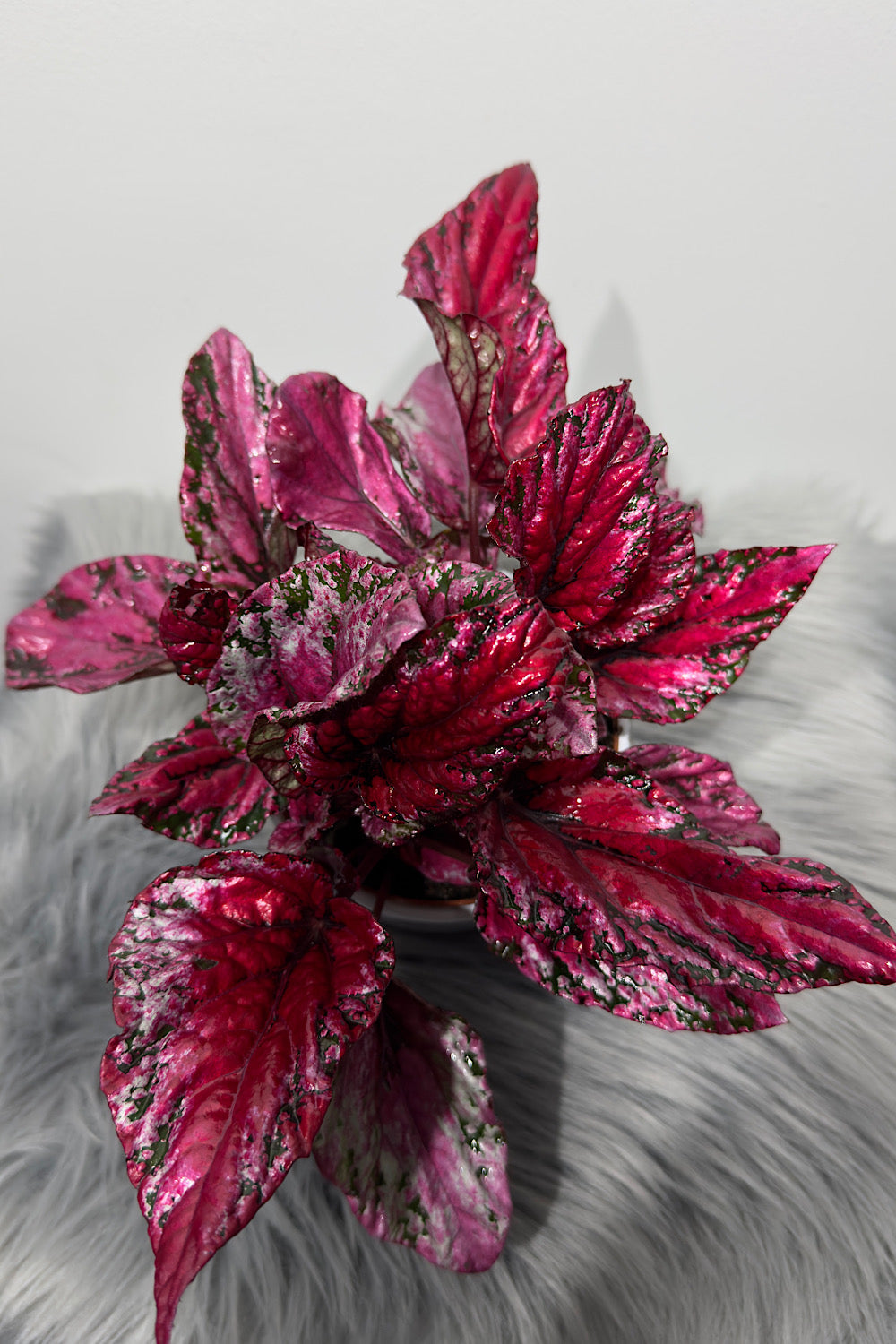 Begonia Beleaf 4 - www.augi-plants.lv