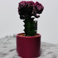 Euphorbia Cristata