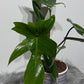 Philodendron Florida Green