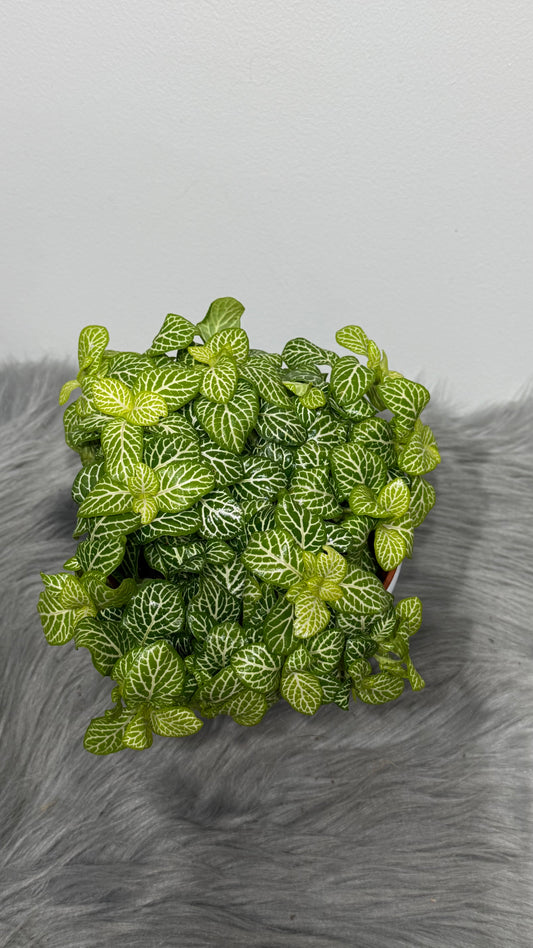 Fittonia 2