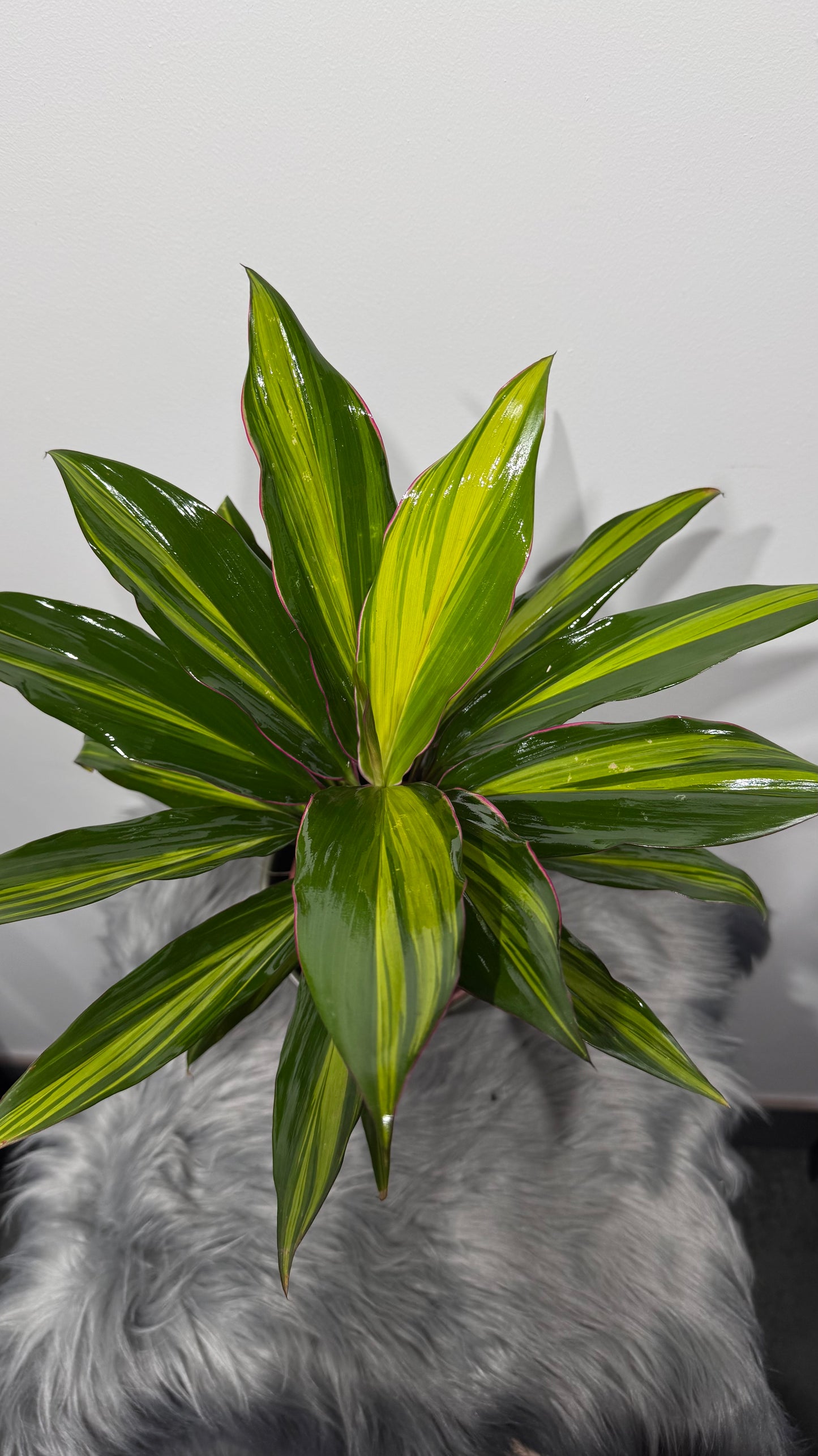 Cordyline 2