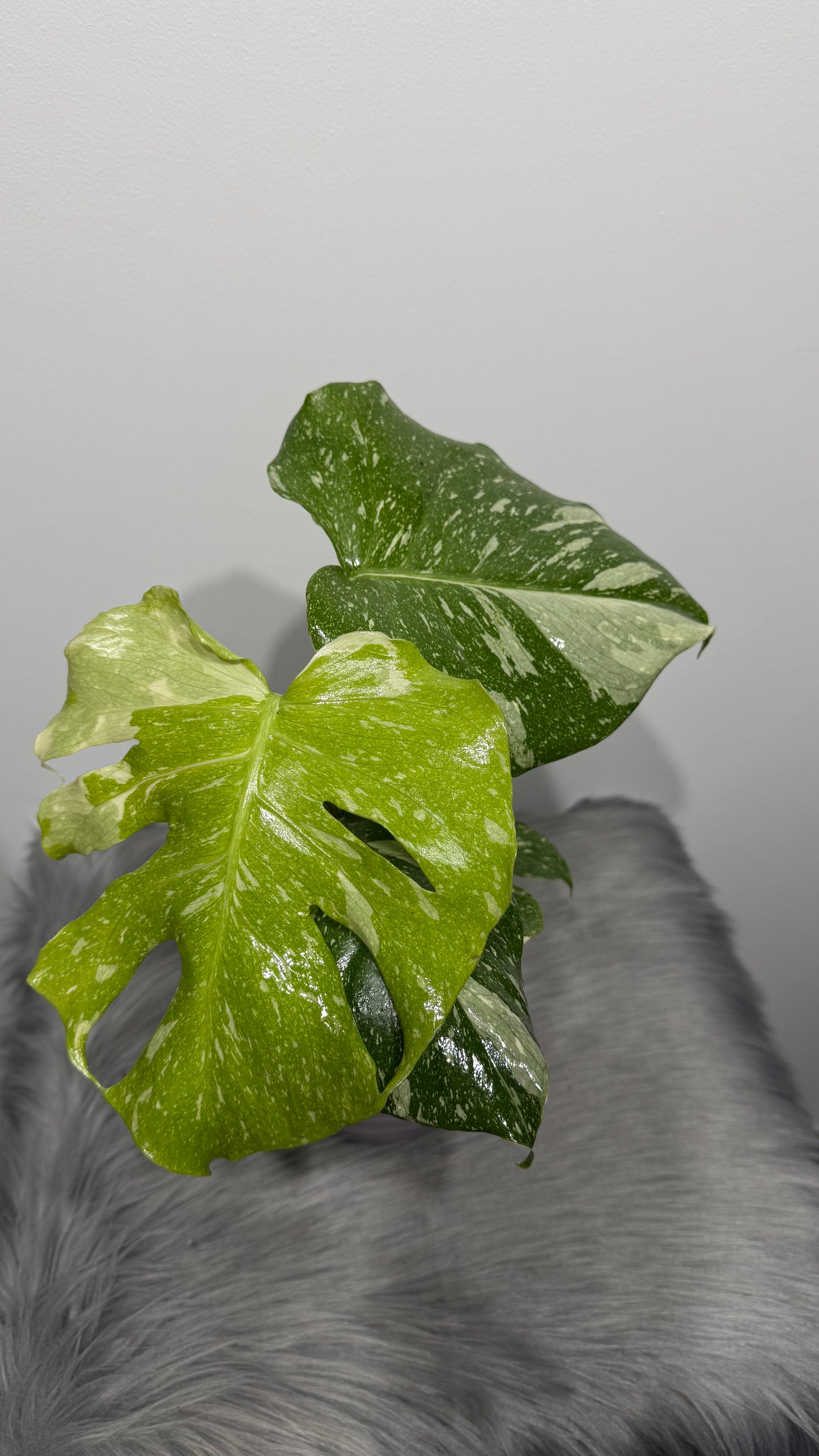 Monstera Thai Constellation