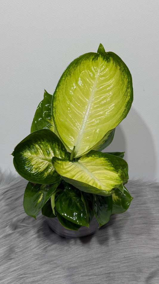 Dieffenbachia Short Yellow