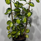 Hoya Australis Lisa - www.augi-plants.lv